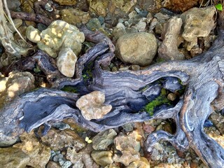 The exotic root on the stone