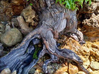 The exotic root on the stone