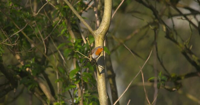 Robin red breast small garden bird perched on tree dappled light forest