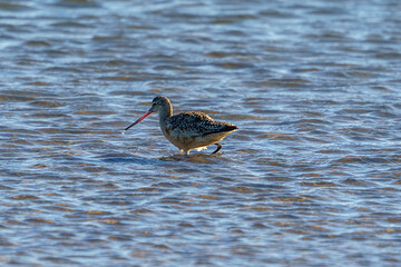 Marbled Godwit in the Marsh, Captain Sam's Inlet, Seabrook Island