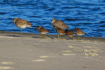 Willet At Captain Sam's Inlet, Seabrook Island