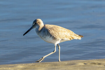 Willet At Captain Sam's Inlet, Seabrook Island