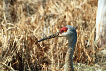 Sandhill crane