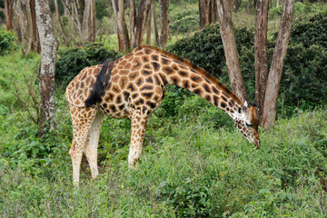 Rothschild giraffe browsing in forest, Nairobi, Kenya