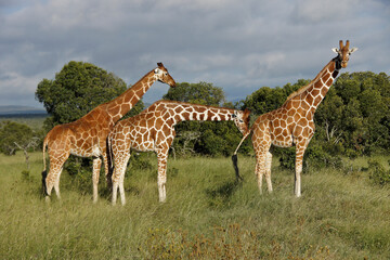 Reticulated giraffes with three different patterns (male is checking female for mating readiness), Ol Pejeta Conservancy, Kenya