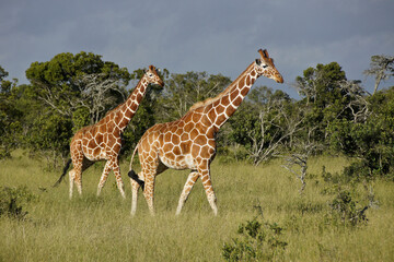 Reticulated giraffes walking in long grass, Ol Pejeta Conservancy, Kenya