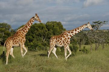Reticulated giraffes (one on right with unusual pattern), Ol Pejeta Conservancy, Kenya