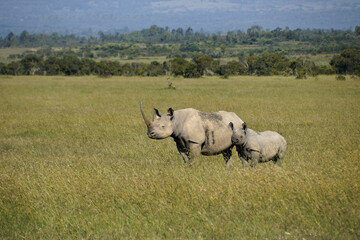 Black rhinoceros with calf, Ol Pejeta Conservancy, Kenya © Michele Burgess