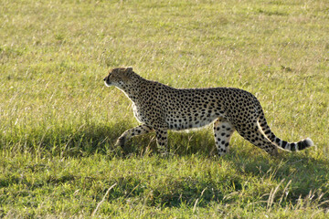 Backlit cheetah walking in green grass, Ol Pejeta Conservancy, Kenya