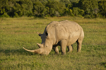 Fototapeta premium White rhinoceros with very long horn grazing in late-afternoon light, Ol Pejeta Conservancy, Kenya