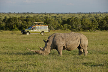 Tourists in safari vehicle view white rhinoceros grazing at Ol Pejeta Conservancy, Kenya