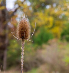 thistle in the field with yellow flowers in background