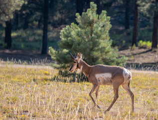 Pronghorn walking through a meadow