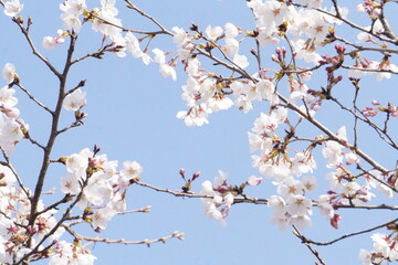 七分咲きの桜と青空/Cherry blossoms are not in full bloom under the blue sky