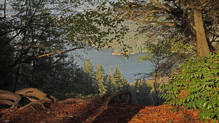 Gnarly tree roots seen from a  BC walking trail overlooking forests and calm blue waters