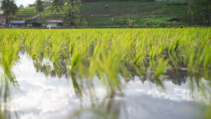 rice field