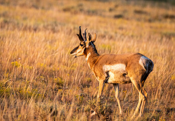 Buck pronghorn standing in a meadow