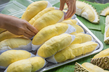 A woman's hand holds a golden yellow durian fruit with a durian background placed on a banana leaf. Ripe durian, the king of fruits of Thailand
