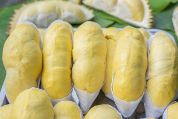 The golden yellow durian is placed on a stainless steel tray with a banana leaf background. Ripe durian, the king of fruits of Thailand