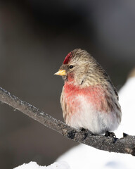 Common Male Redpoll Perching on a Branch