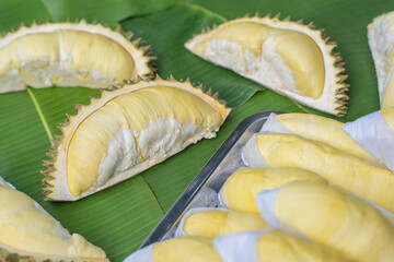 The golden yellow durian is placed on a stainless steel tray with a banana leaf background. Ripe durian, the king of fruits of Thailand