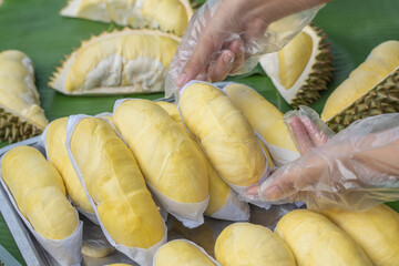A woman wearing a cooking glove holds a golden yellow durian with a durian background placed on a banana leaf. Ripe durian, the king of fruits of Thailand