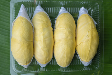 Golden yellow durian in a clear plastic box With a banana leaf background. Ripe durian, the king of fruits of Thailand