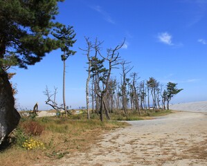 Fototapeta na wymiar 堤防の近くにわずかに残っている防風林