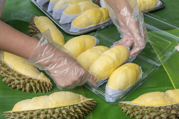 A woman wearing a cooking glove is laying out the golden yellow durian in a clear plastic box with a banana leaf background. Ripe durian, the king of fruits of Thailand