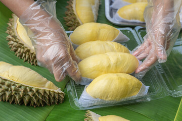 A woman wearing a cooking glove is laying out the golden yellow durian in a clear plastic box with a banana leaf background. Ripe durian, the king of fruits of Thailand