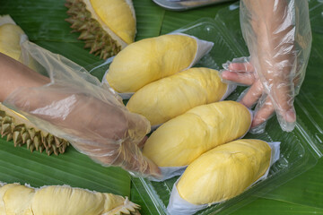A woman wearing a cooking glove is laying out the golden yellow durian in a clear plastic box with a banana leaf background. Ripe durian, the king of fruits of Thailand