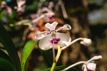 Naturaleza cubana