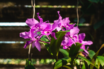 Naturaleza cubana