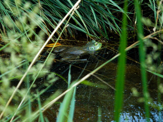 frog in the pond