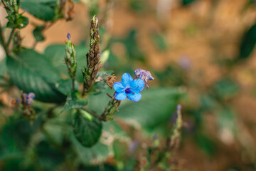 Naturaleza cubana