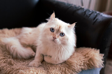 White cat on  armchair, looking at camera