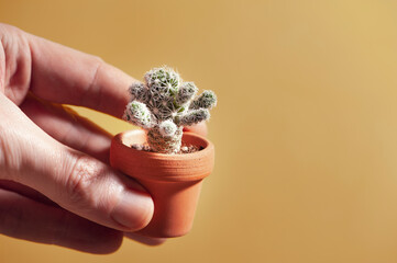 Male hand holding a cactus in terracotta pot. Copy space. Easy to grow houseplants.