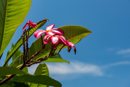 Beautiful Frangipani flower, pink and white plumeria rubra typical from Okinawa region with its very green leaves contrasting with a deep blue sky. Iriomote Island. Copy space availble.