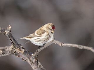 Common Female Redpoll Perching on a Branch