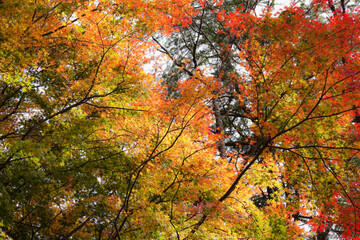 ソフトイメージに写した秋の紅葉
