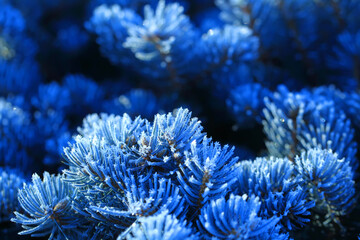 Branches of spruce covered with morning frost. Texture. Natural blurred background. Image.