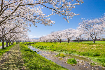 草場川沿いの桜並木と菜の花の風景　福岡県筑前町 © area1964