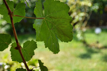 grapes on vine