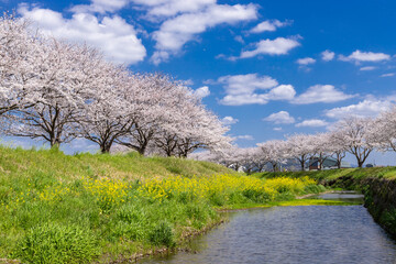 草場川沿いの桜並木と菜の花の風景　福岡県筑前町
