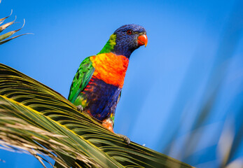 rainbow lorikeet parrot
