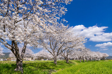 Naklejka premium 草場川沿いの桜並木と菜の花の風景 福岡県筑前町