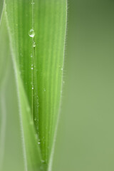 water drops on a young corn plant