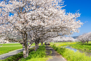 草場川沿いの桜並木と菜の花の風景　福岡県筑前町