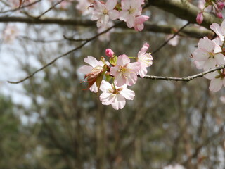 日本の花・桜