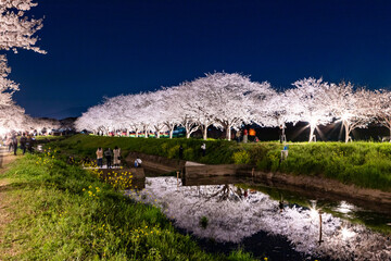 草場川の桜並木のライトアップ　福岡県筑前町